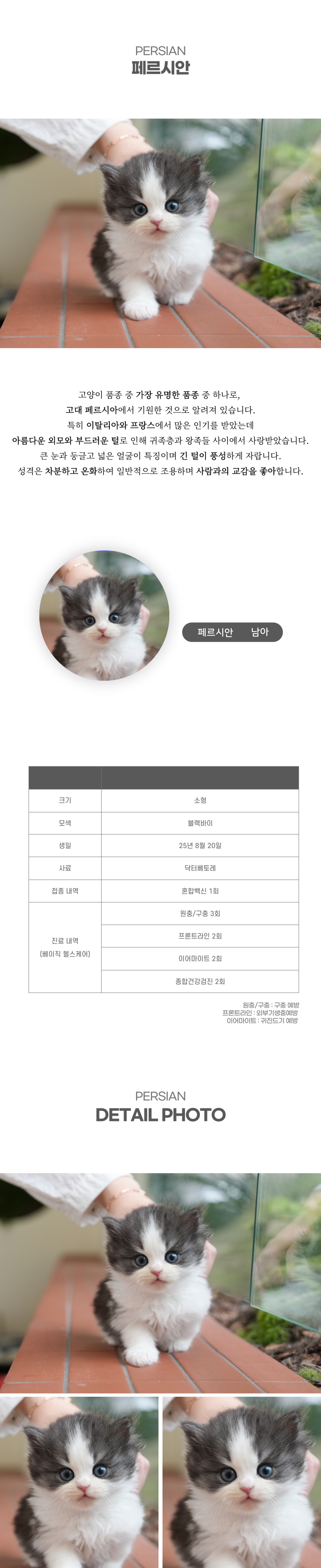 페르시안_상세이미지_2
